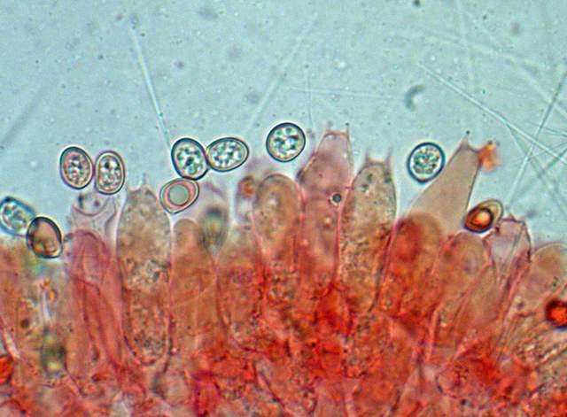 Pluteus mammifer  Romagnesi